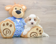 6 week old Maltipoo Puppy For Sale - Premier Pups