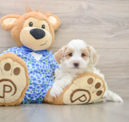 7 week old Maltipoo Puppy For Sale - Premier Pups