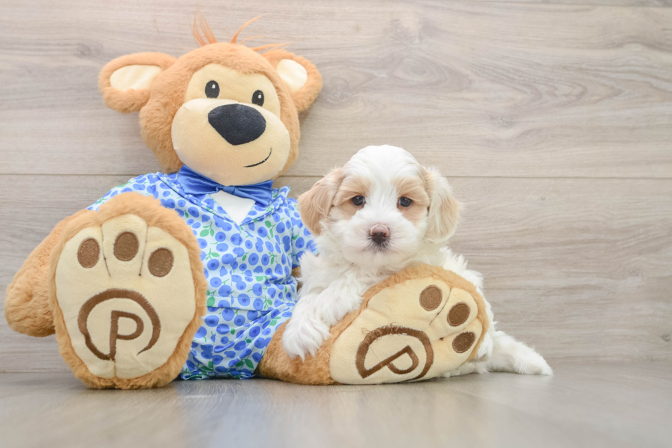Sweet Maltipoo Baby