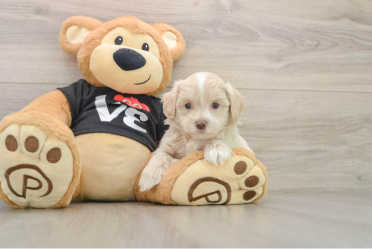 Fluffy Maltipoo Poodle Mix Pup