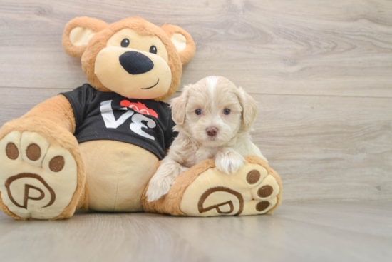 Fluffy Maltipoo Poodle Mix Pup