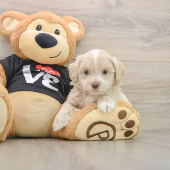 Fluffy Maltipoo Poodle Mix Pup