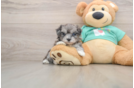 Funny Maltipoo Poodle Mix Pup