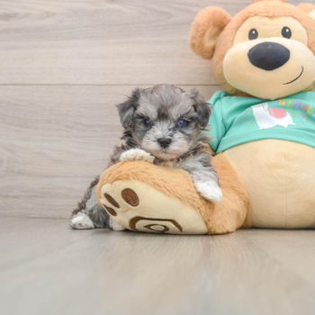 Funny Maltipoo Poodle Mix Pup