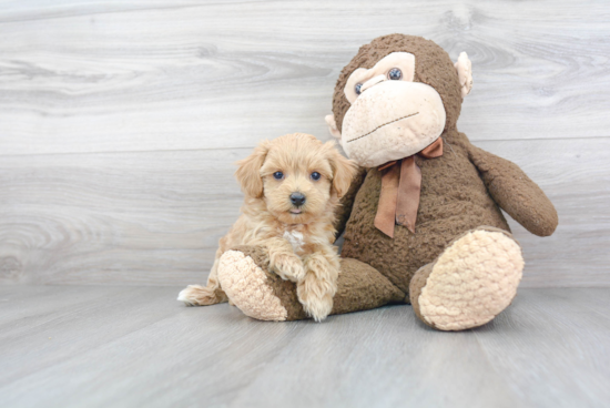 Hypoallergenic Maltese Poodle Poodle Mix Puppy