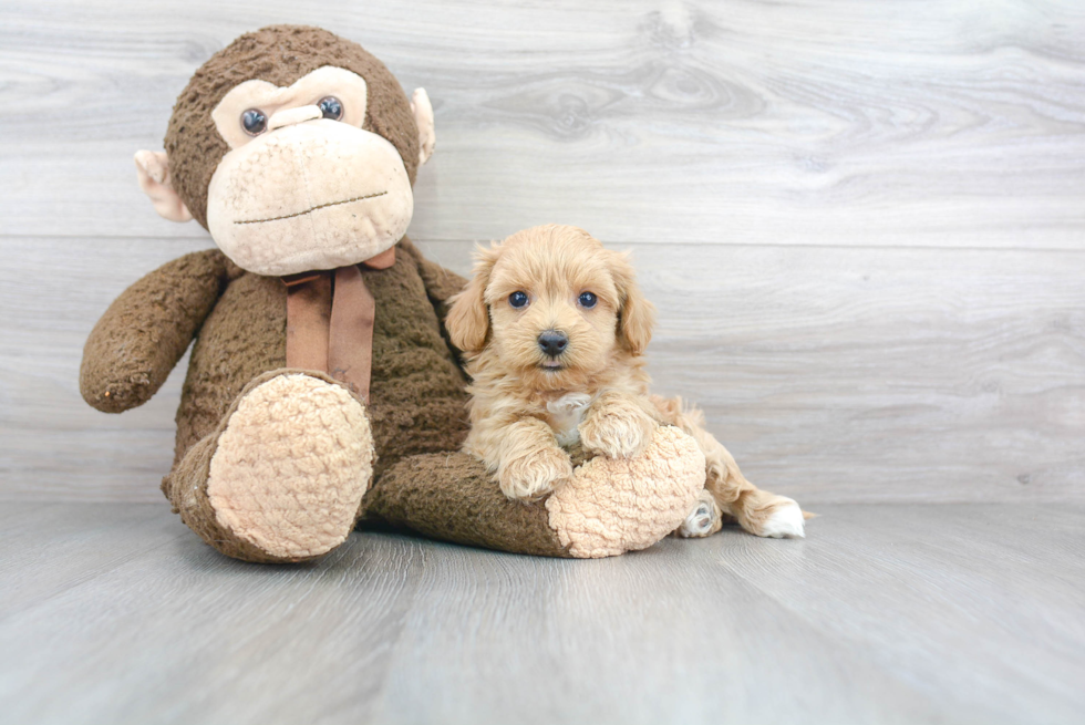 Petite Maltipoo Poodle Mix Pup