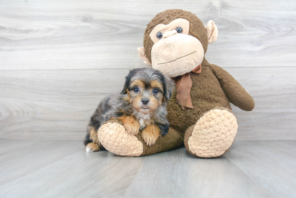 Playful Maltese Poodle Poodle Mix Puppy