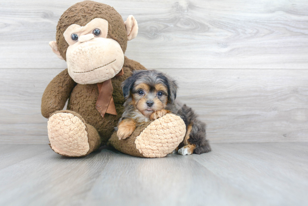 Best Maltipoo Baby