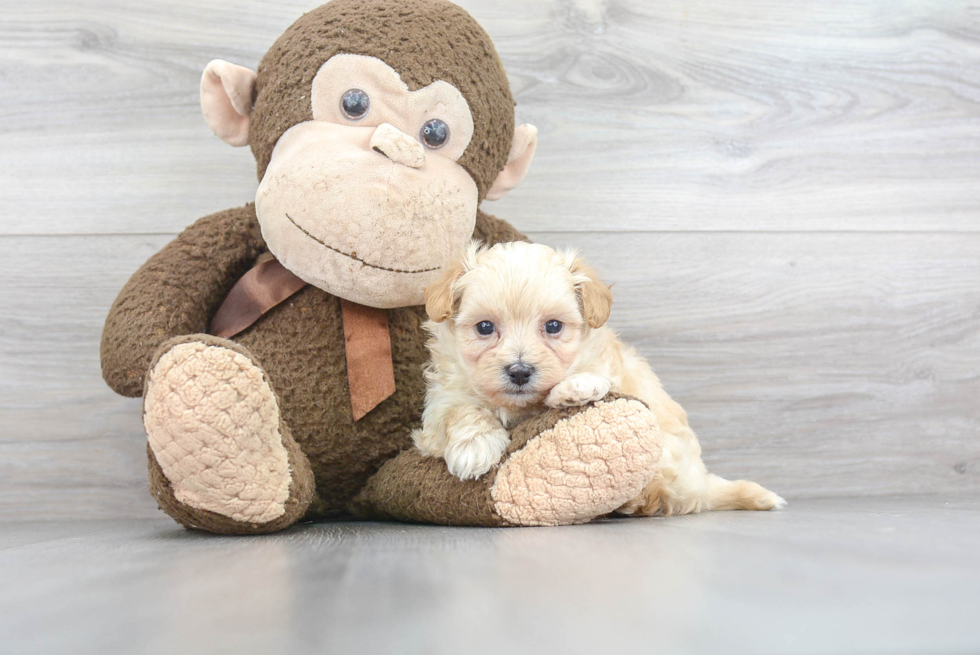 Maltipoo Puppy for Adoption