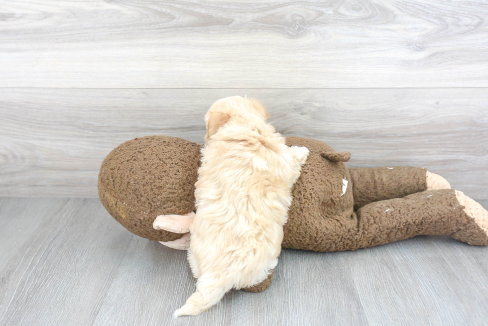 Little Maltepoo Poodle Mix Puppy