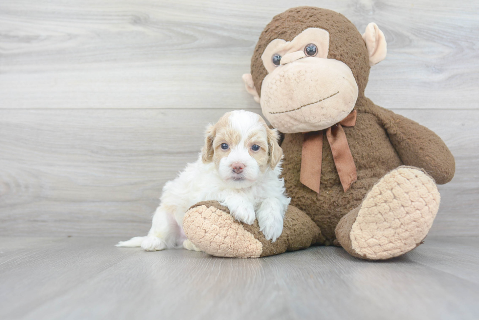 Maltipoo Puppy for Adoption