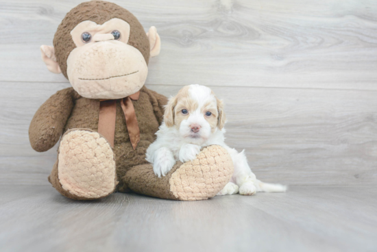 Maltipoo Pup Being Cute