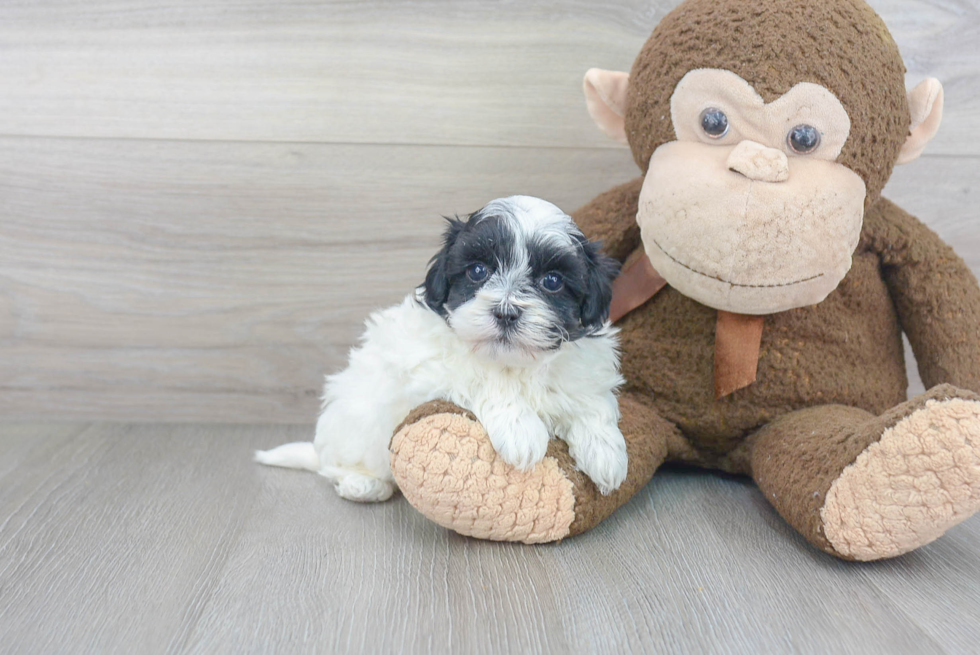 Playful Maltese Poodle Poodle Mix Puppy