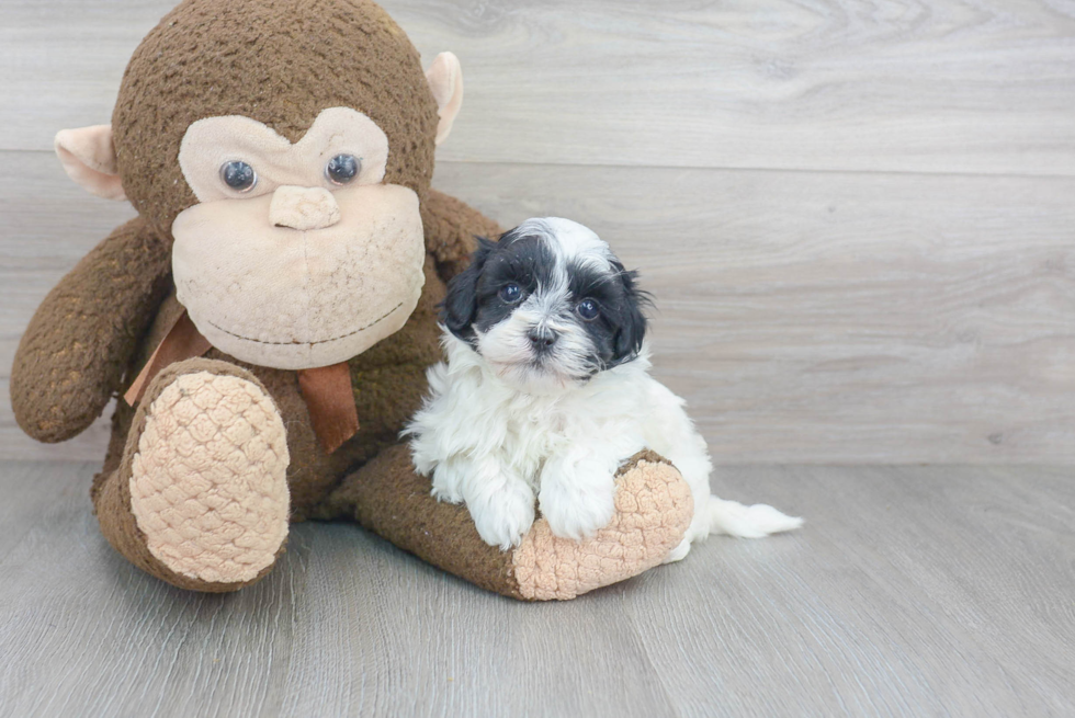 Energetic Maltepoo Poodle Mix Puppy