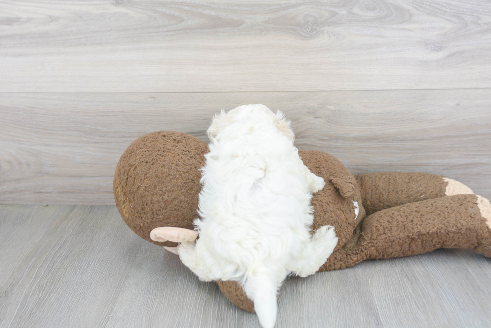 Maltipoo Pup Being Cute