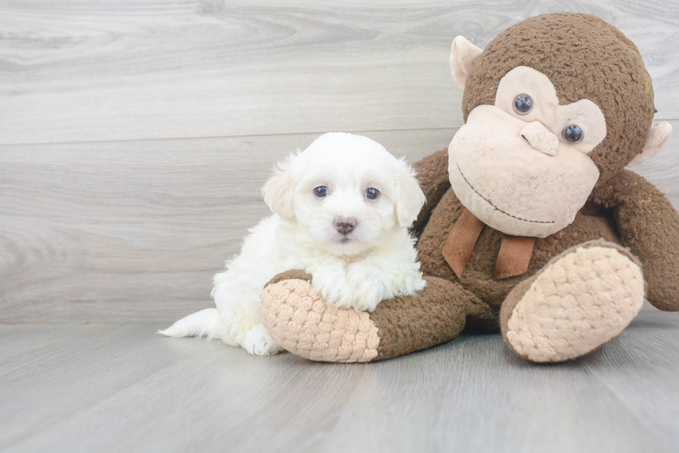 Energetic Maltese Poodle Poodle Mix Puppy