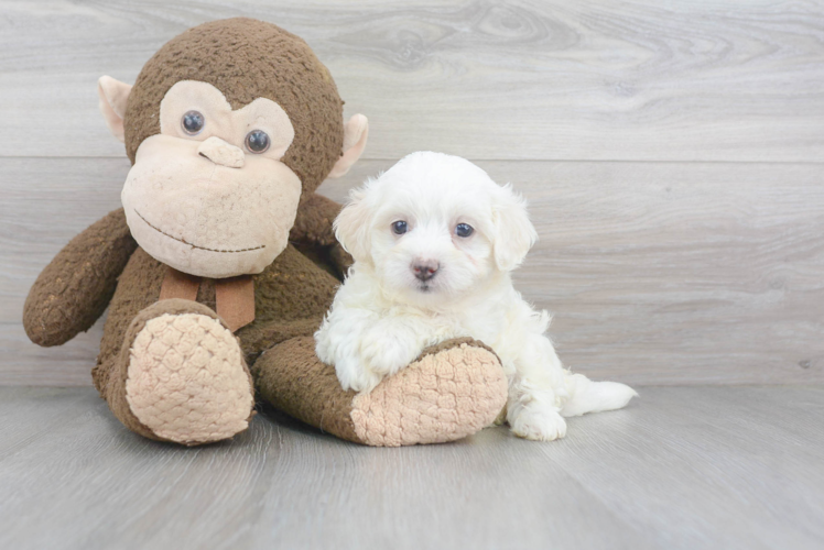 Maltipoo Pup Being Cute