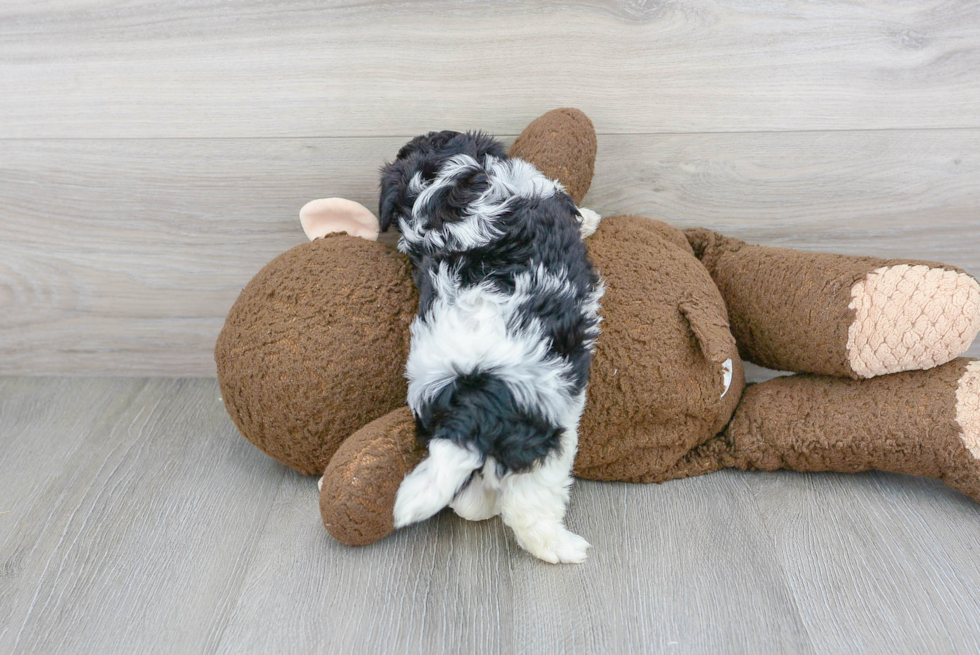 Maltipoo Puppy for Adoption