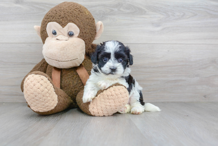 Cute Maltipoo Baby