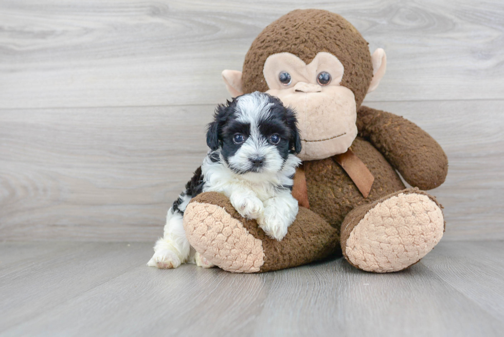 Hypoallergenic Maltese Poodle Poodle Mix Puppy