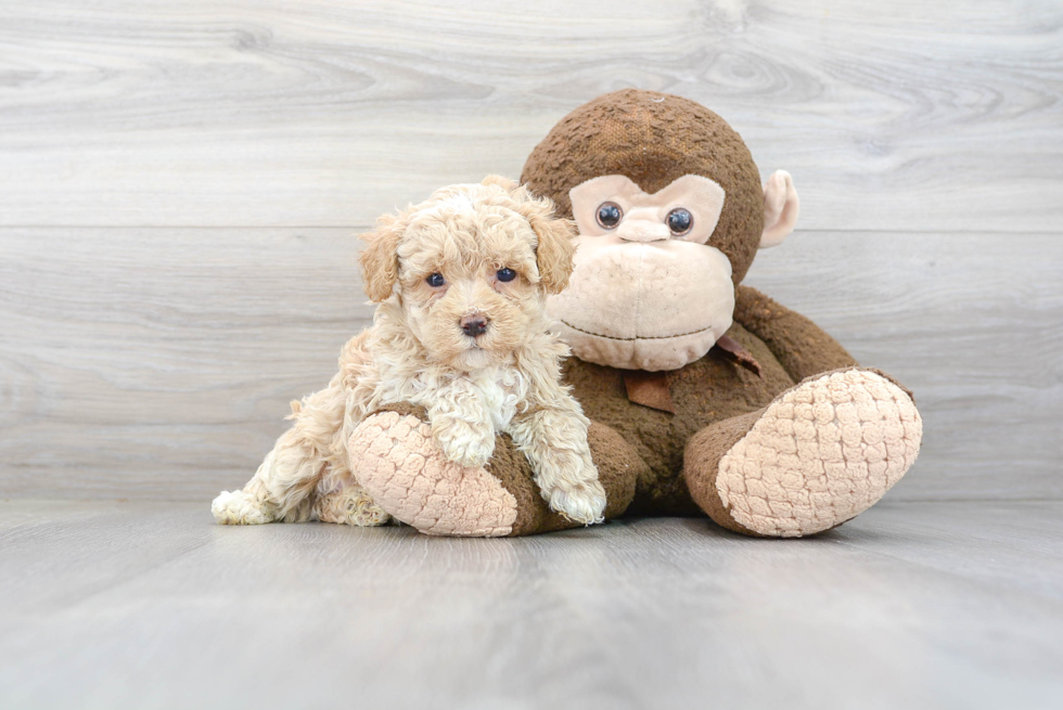 Petite Maltipoo Poodle Mix Pup