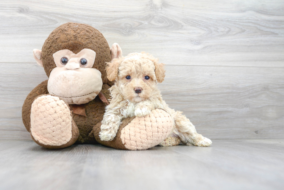 Maltipoo Pup Being Cute