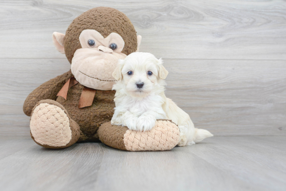 Fluffy Maltipoo Poodle Mix Pup