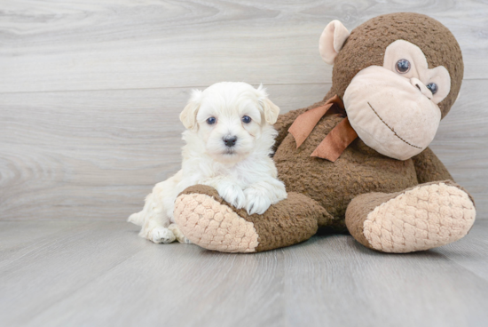 Maltipoo Puppy for Adoption