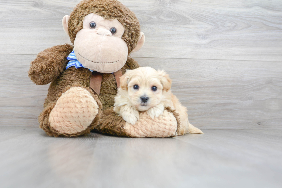 Funny Maltipoo Poodle Mix Pup