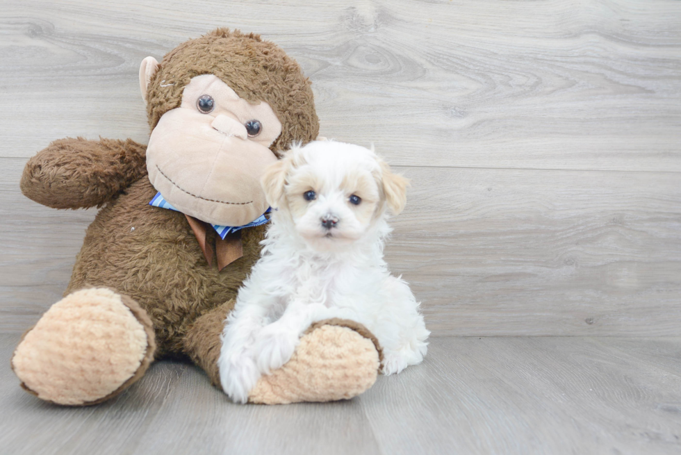 Maltipoo Puppy for Adoption