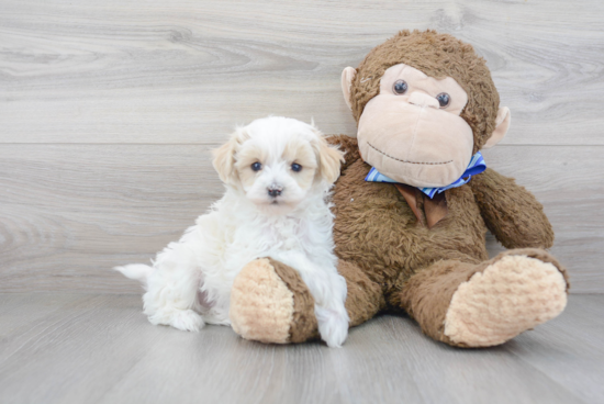 Adorable Maltepoo Poodle Mix Puppy