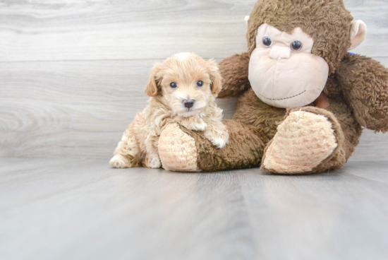 Maltipoo Pup Being Cute