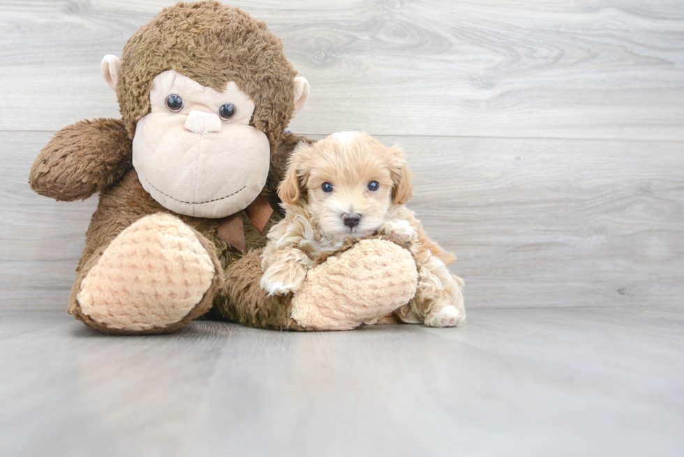 Maltipoo Puppy for Adoption