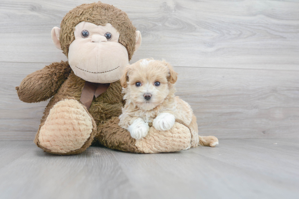 Maltipoo Pup Being Cute