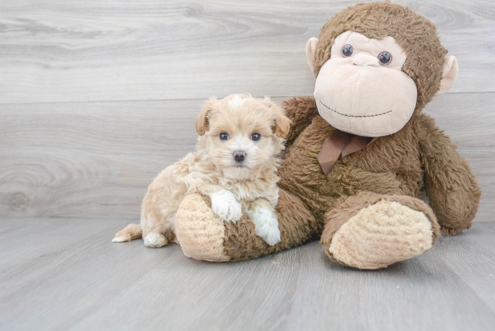 Small Maltipoo Baby