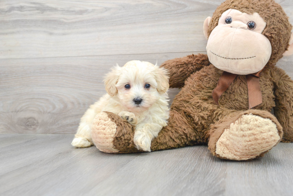 Funny Maltipoo Poodle Mix Pup