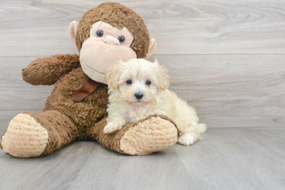 Energetic Maltepoo Poodle Mix Puppy