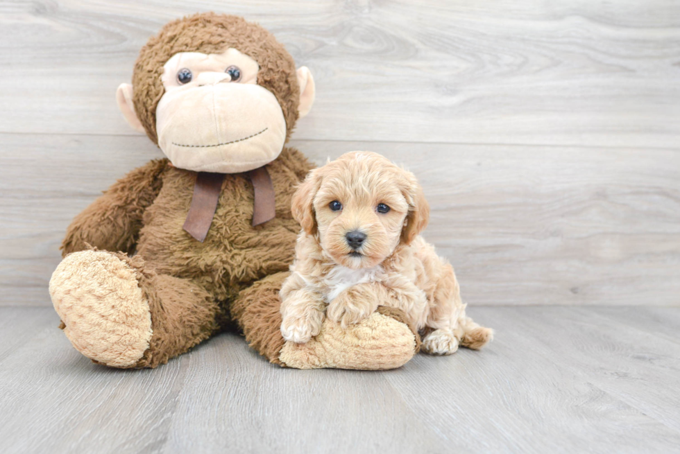 Friendly Maltipoo Baby