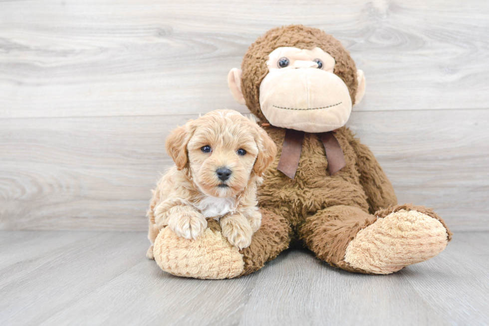 Maltipoo Pup Being Cute