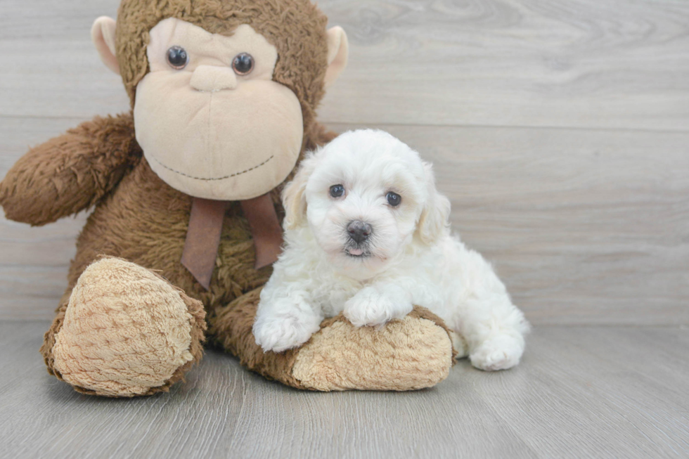 Fluffy Maltipoo Poodle Mix Pup