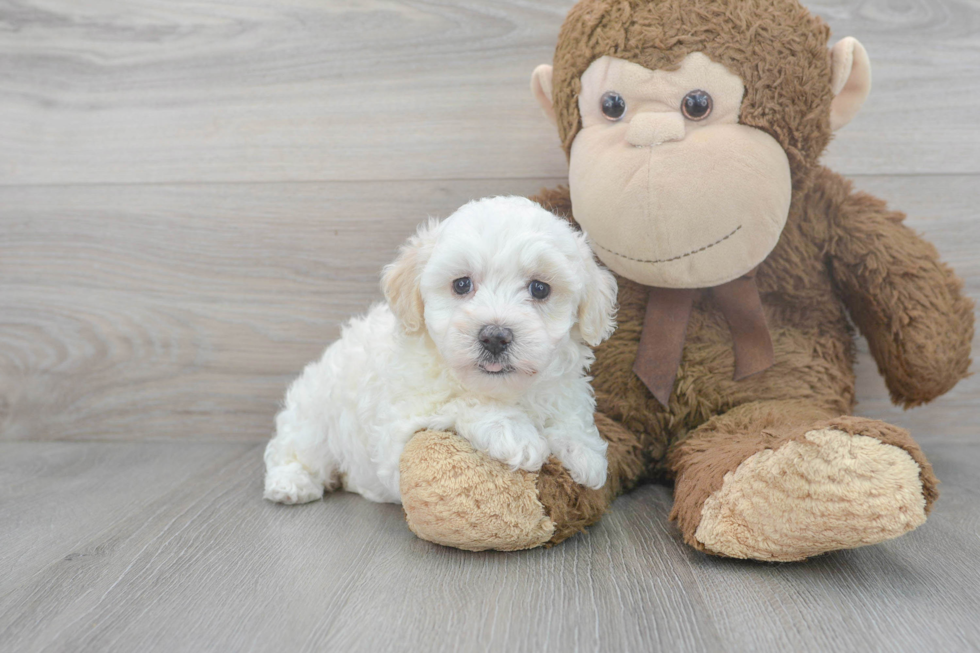 Energetic Maltese Poodle Poodle Mix Puppy