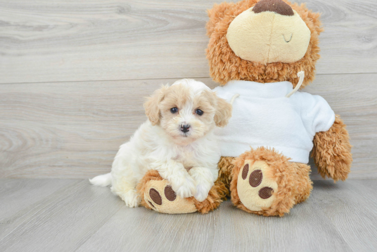 Friendly Maltipoo Baby