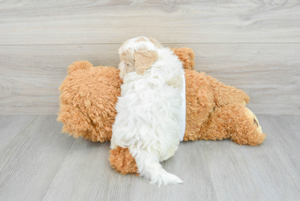 Funny Maltipoo Poodle Mix Pup