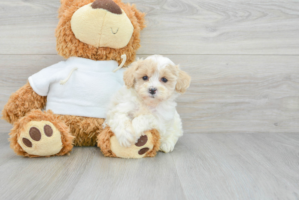 Maltipoo Puppy for Adoption