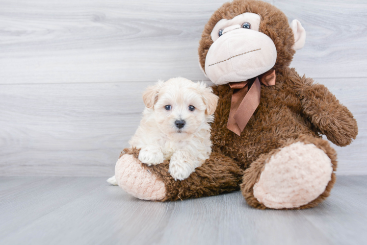 Maltipoo Pup Being Cute