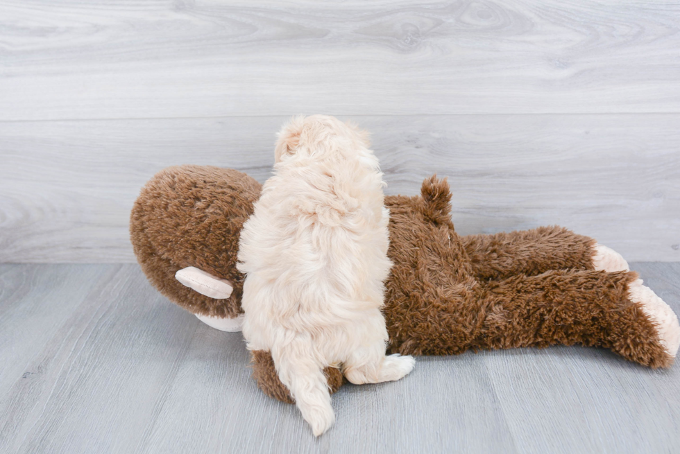 Maltipoo Pup Being Cute