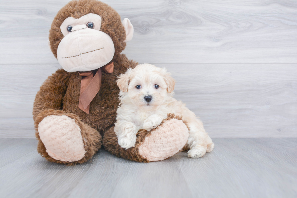 Popular Maltipoo Poodle Mix Pup