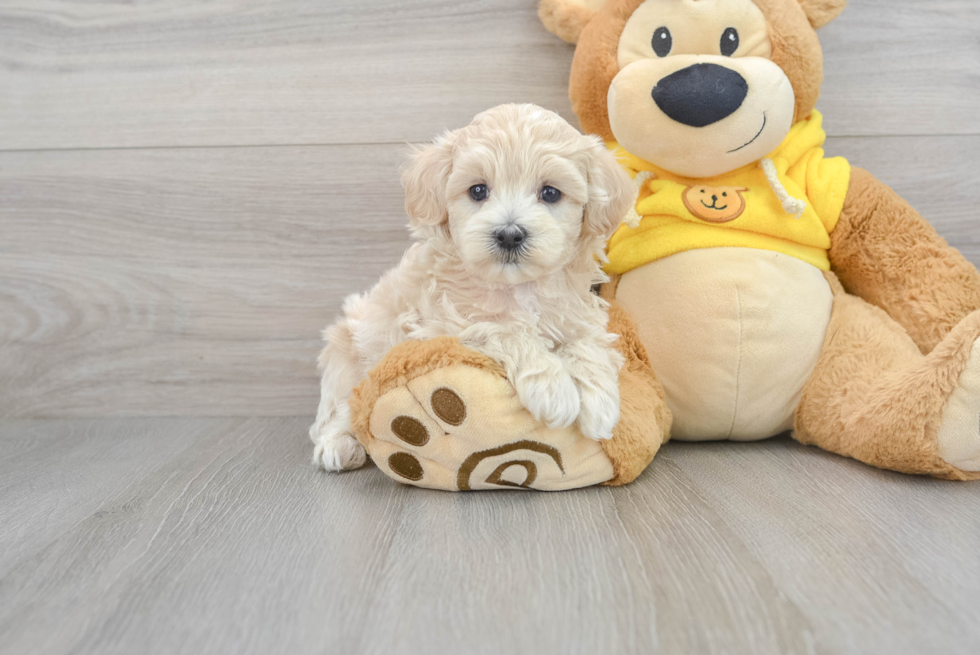 Energetic Maltese Poodle Poodle Mix Puppy