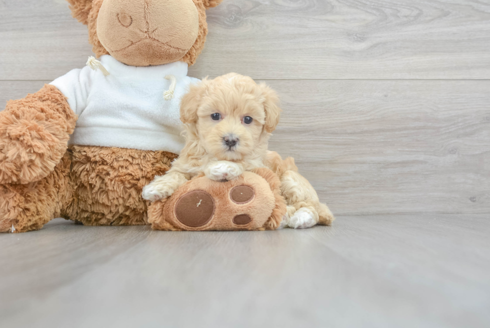 Cute Maltipoo Baby