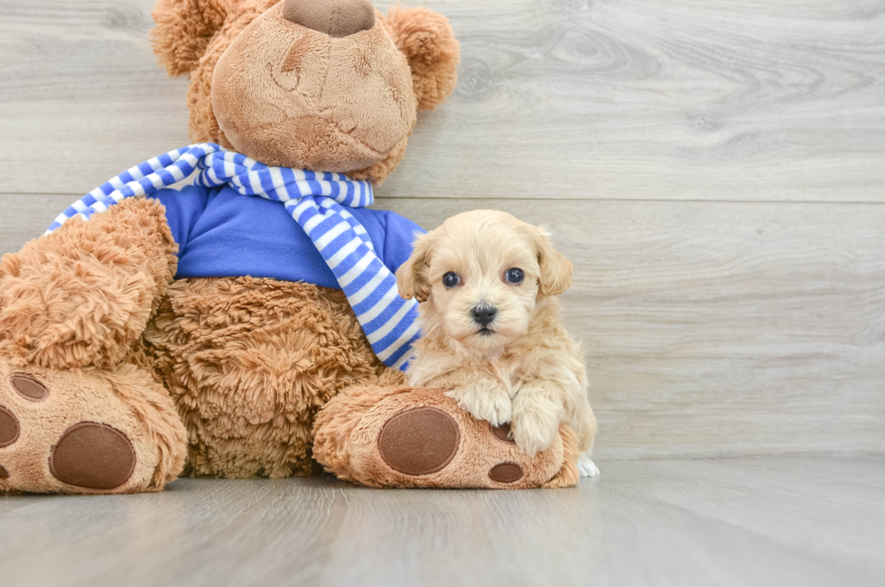 6 week old Maltipoo Puppy For Sale - Premier Pups